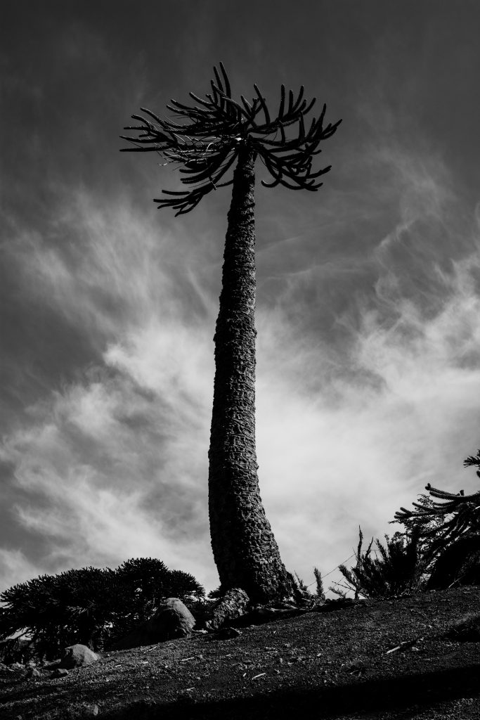 Araucaria