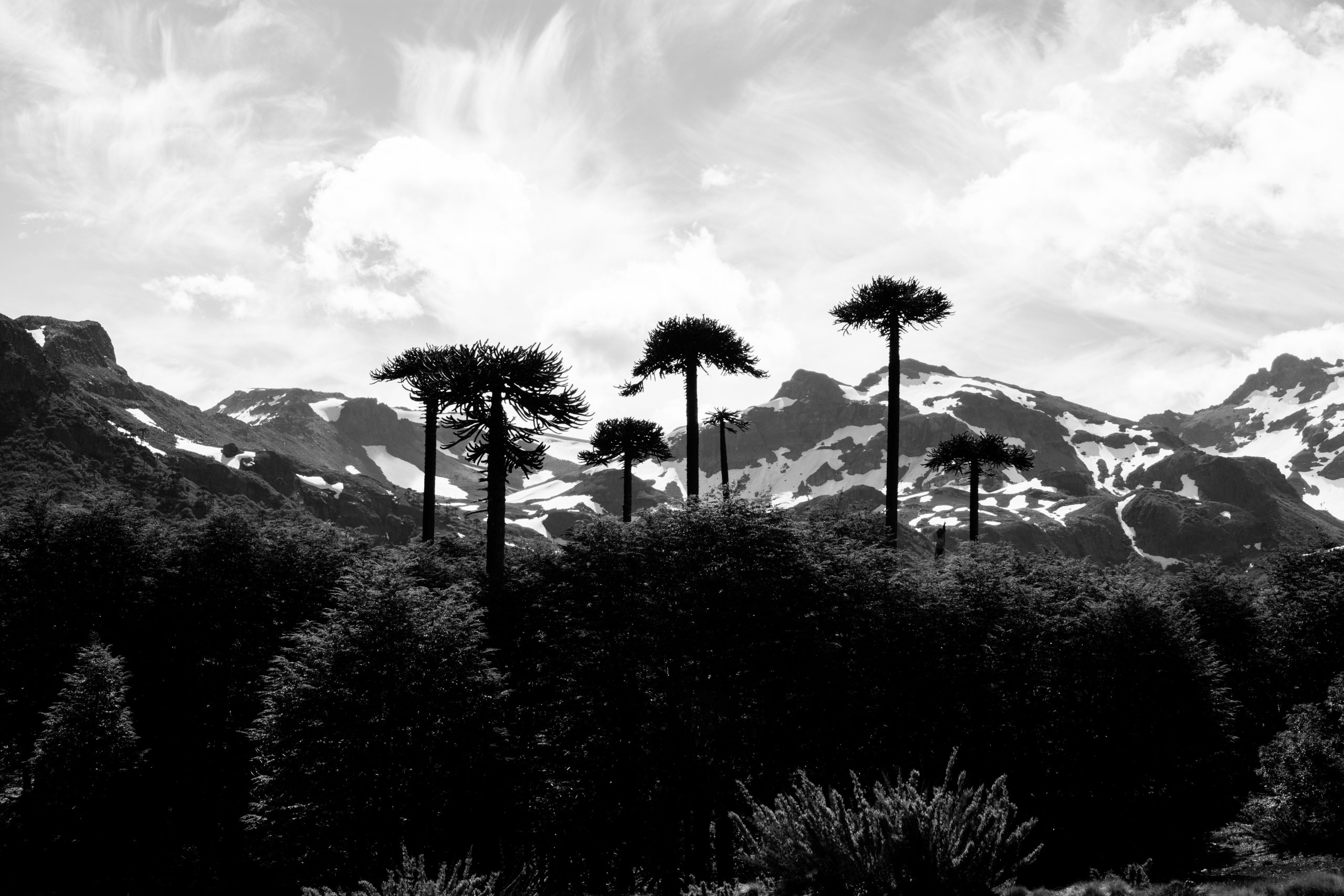 Familia de araucarias